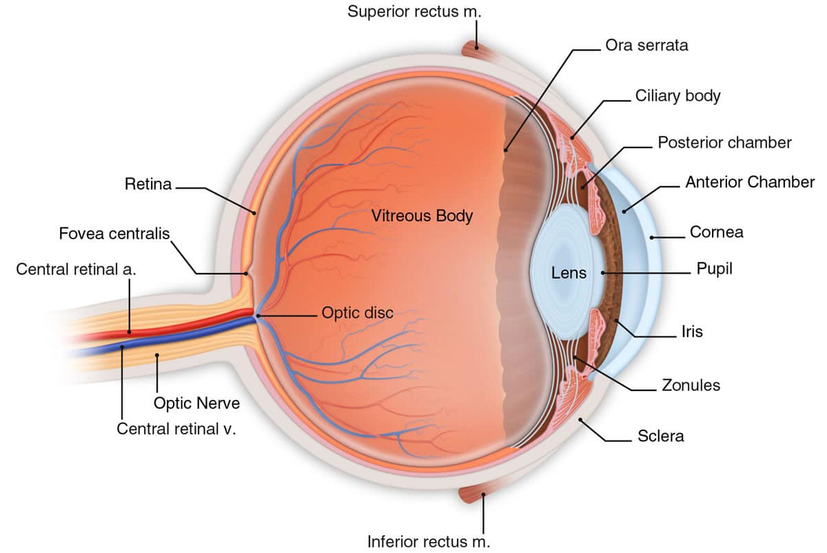 cornea-scheme